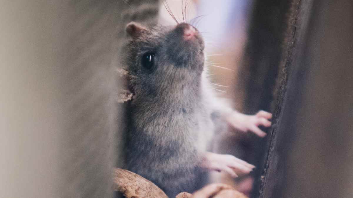 What Do Mice Sound Like In Walls