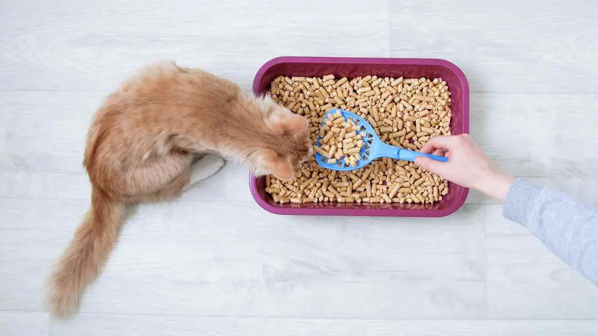 How to Get Rid of Mice With Kitty Litter 5 Step Process DIY Rodent