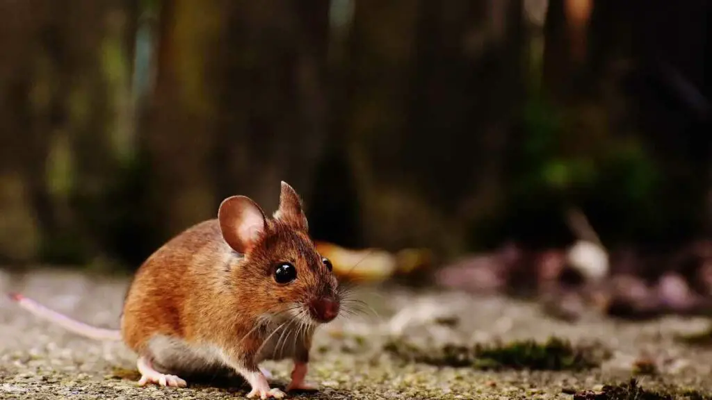 mouse looking for food near deck