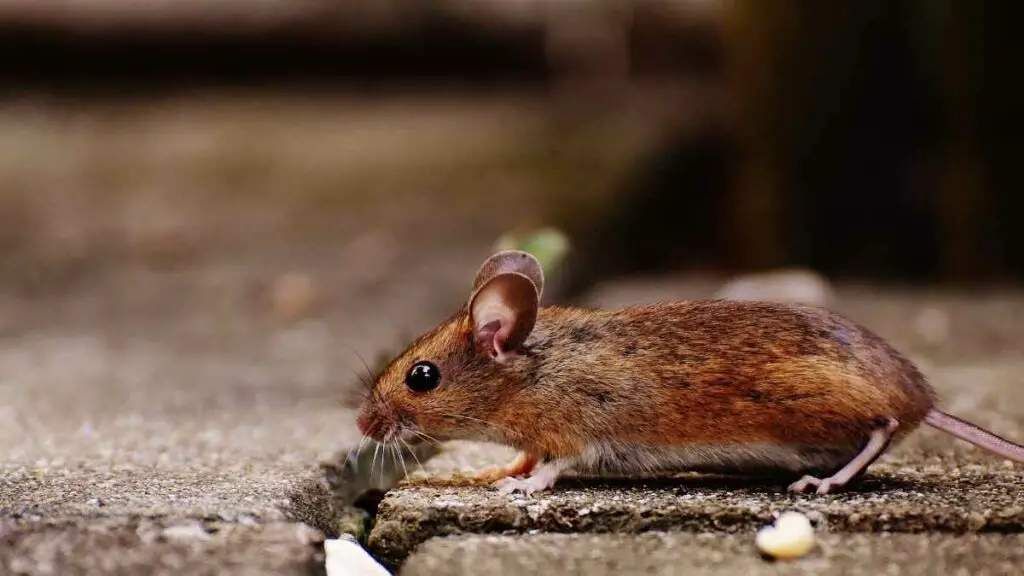 How To Get Rid Of Mice Under Deck; A Systematic Approach. DIY Rodent