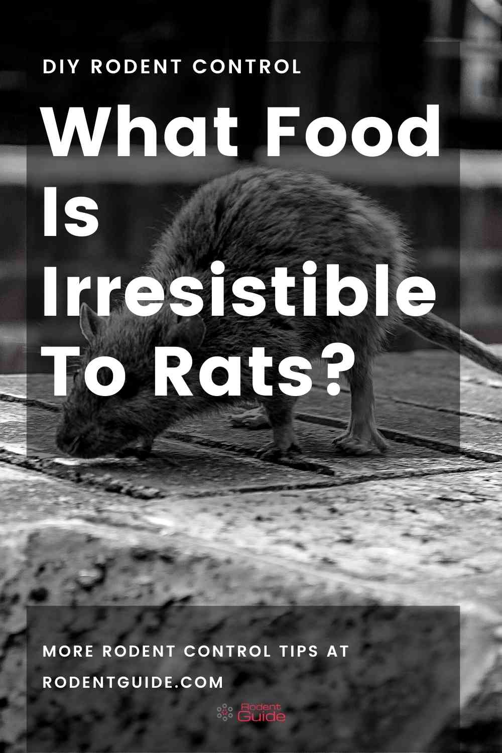 how-to-get-rid-of-rats-from-under-the-deck-diy-rodent-control