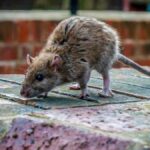 How To Get Rid Of Rats From Under The Deck