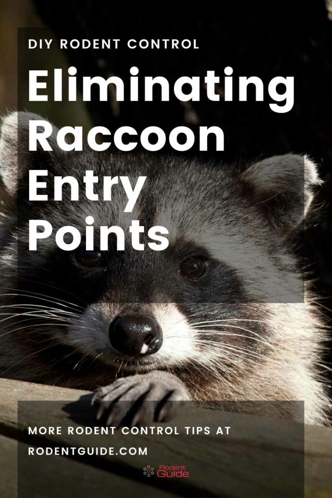Eliminating Raccoon Entry Points