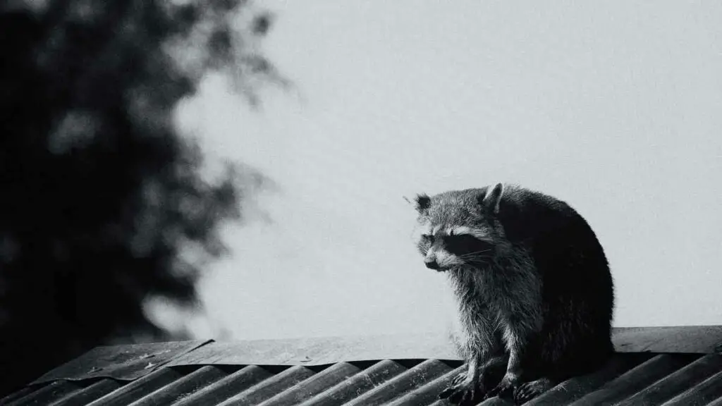 racoon on roof