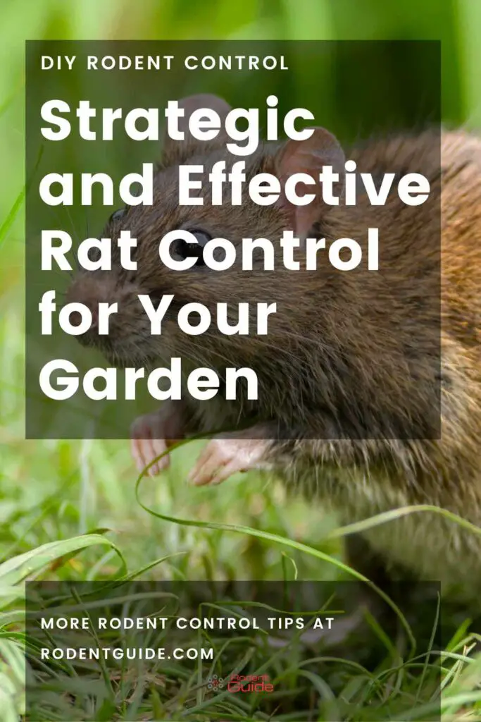 Strategic and Effective Rat Control for Your Garden - DIY Rodent Control