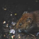 The Ultimate Guide to DIY Rat Control for Multi-Family Properties