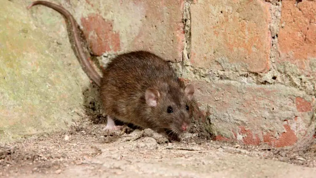 rat in corner