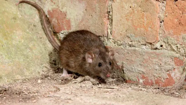 Decoding Rat Infestation: Signs and Remedial Measures - DIY Rodent Control