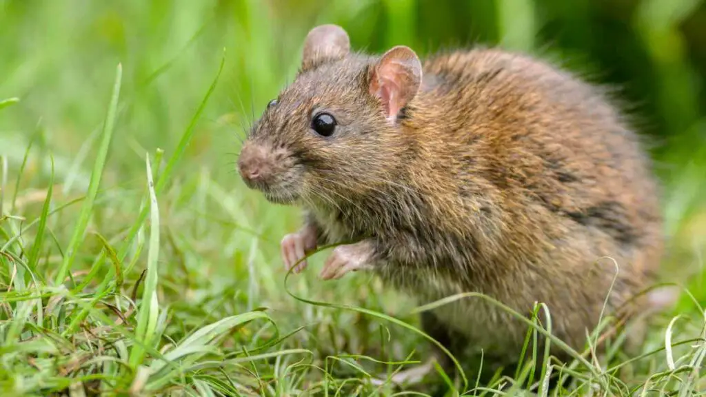 Strategic and Effective Rat Control for Your Garden - DIY Rodent Control