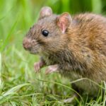 Strategic and Effective Rat Control for Your Garden