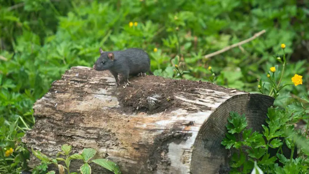rats on a log