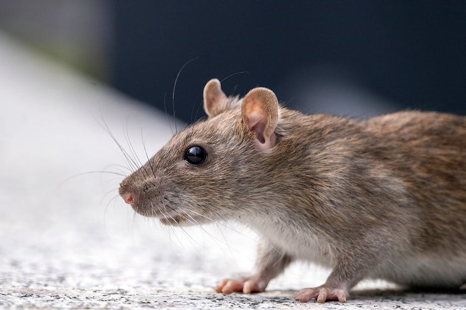 rat traits and behaviors l4g